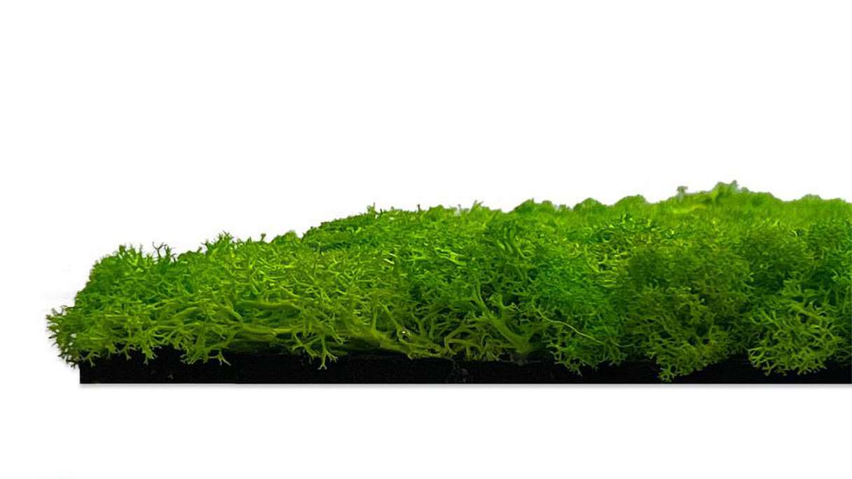 planeo Akustikpaneel - MixWall Living Moss Bright Green 52 x 52 cm | Natur-Moos (PLMW-20111)