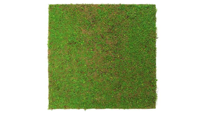 planeo Akustikpaneel - MixWall Living Leaf Light Green Coconut 52 x 52 cm | Naturpflanze (PLMW-60111)