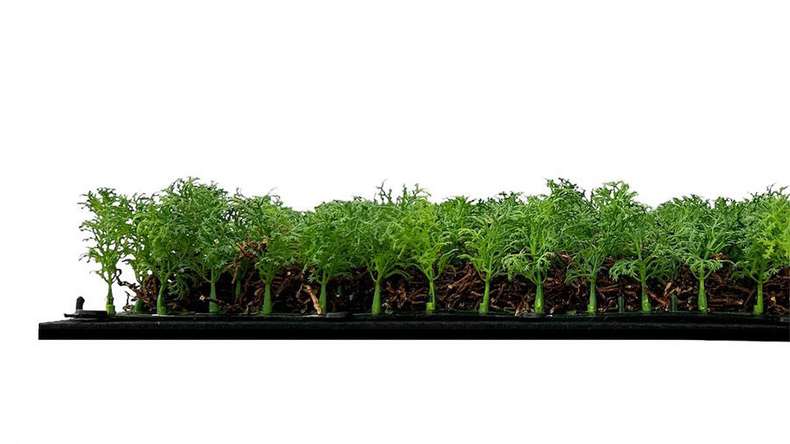 planeo Akustikpaneel - MixWall Living Leaf Thuja Tea Tree 52 x 52 cm | Naturpflanze (PLMW-50111)