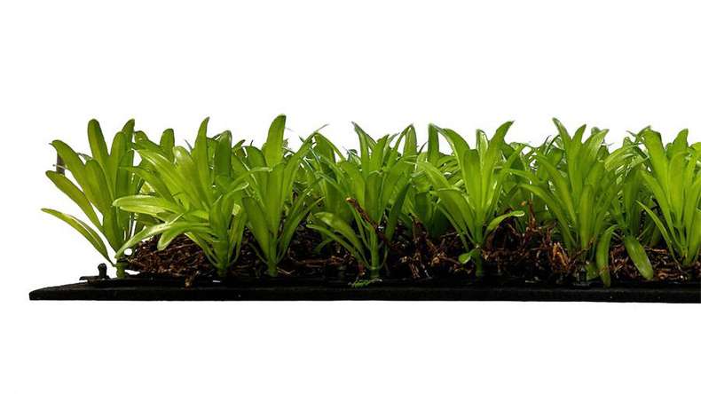 planeo Akustikpaneel - MixWall Living Leaf Podocarpus Tea Tree 52 x 52 cm | Naturpflanze (PLMW-40111)