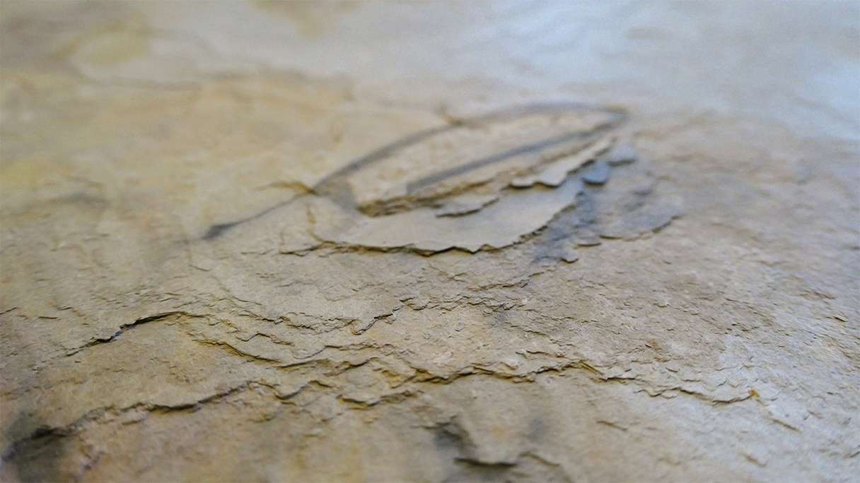 planeo EVOLITH Slate&Stone - Naturstein Wandverkleidung Autumn Drift 1220 x 610 mm