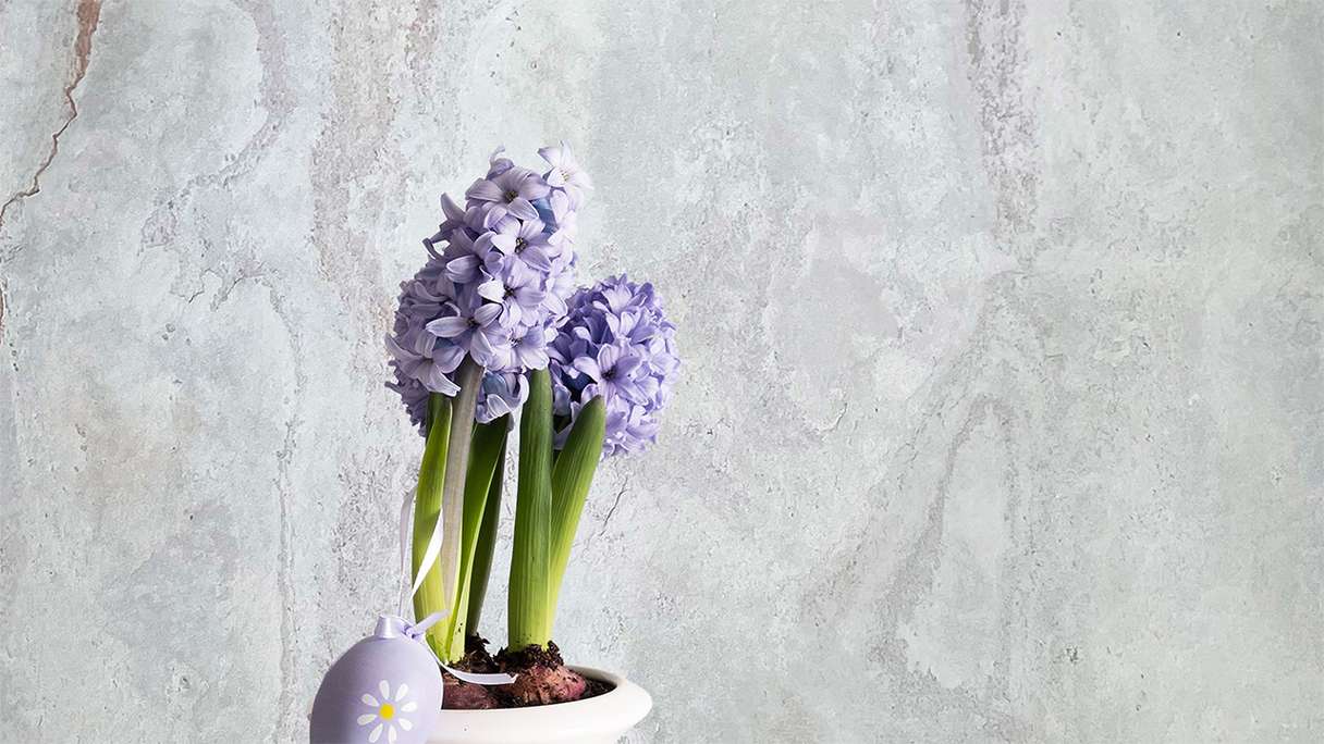 planeo EVOLITH Slate&Stone - Naturstein Wandverkleidung Bianco Pure 1220 x 610 mm