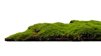 planeo Akustikpaneel - MixWall Moss Mood Forest Green Bulk 52 x 52 cm | Kunst-Moos (PLMW-20211C)