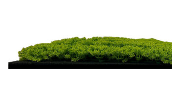 planeo Akustikpaneel - MixWall Moss Mood Lime Green 52 x 52 cm | Kunst-Moos (PLMW-30211C)