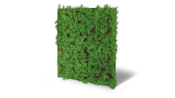 planeo Akustikpaneel - MixWall Living Leaf Thuja Tea Tree 52 x 52 cm | Naturpflanze (PLMW-50111)