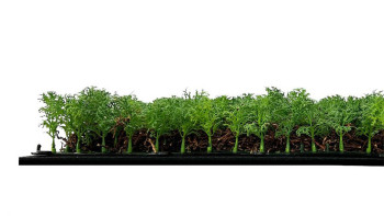 planeo Akustikpaneel - MixWall Living Leaf Thuja Tea Tree 52 x 52 cm | Naturpflanze (PLMW-50111)