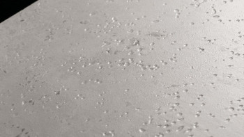 Project Floors Klebevinyl - floors@work55 55 TR 730 (TR73055)